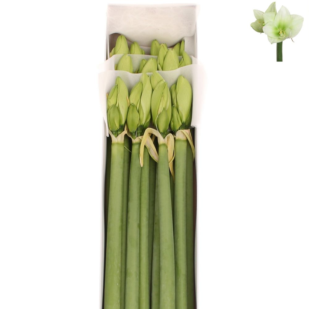 Amaryllis Krt.weiss/grün Challenger X12