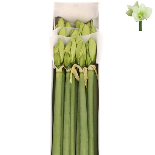 Amaryllis Krt.weiss/grün Challenger X12