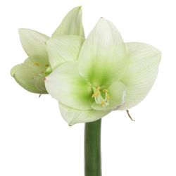 Amaryllis Krt.weiss/grün Challenger X12