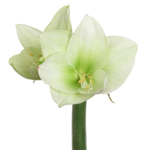 Amaryllis Krt.weiss/grün Challenger X12