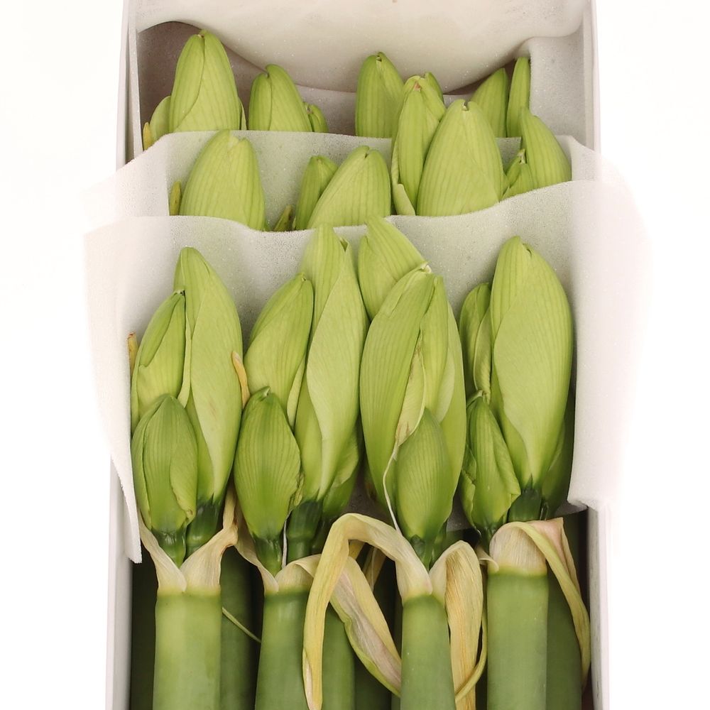 Amaryllis Krt.weiss/grün Challenger X12