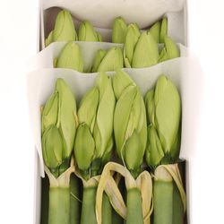 Amaryllis Krt.weiss/grün Challenger X12