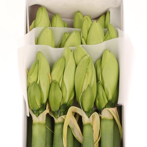 Amaryllis Krt.weiss/grün Challenger X12