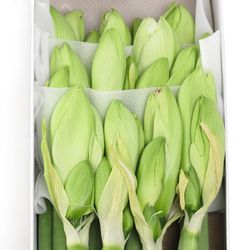 Amaryllis Krt.weiss/grün Challenger X12