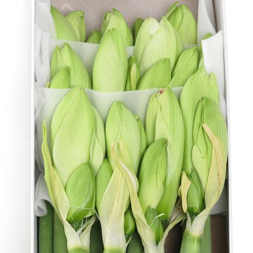Amaryllis Krt.weiss/grün Challenger X12