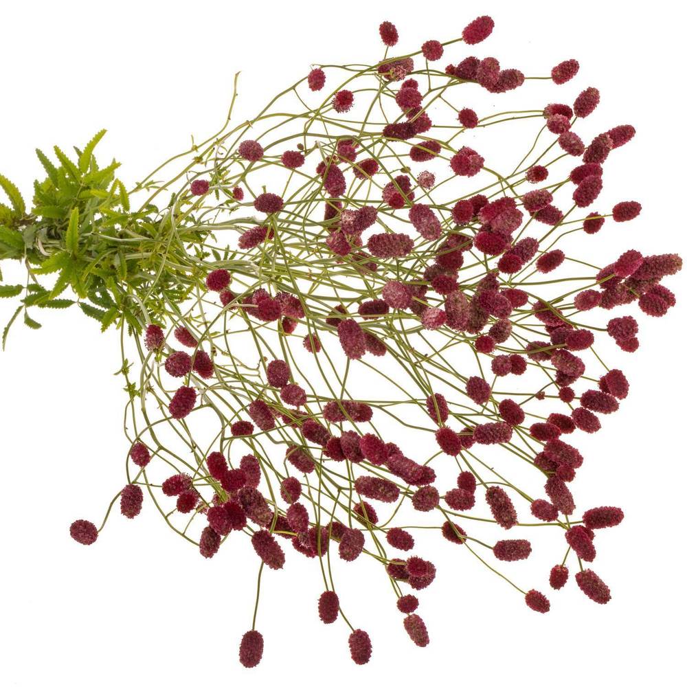 Sanguisorba Arnhem Dream Selectie