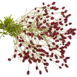 Sanguisorba Arnhem Dream Selectie