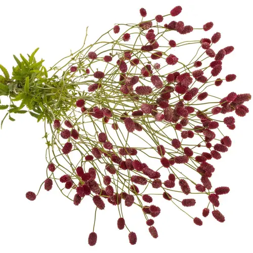 Sanguisorba Arnhem Dream Selectie
