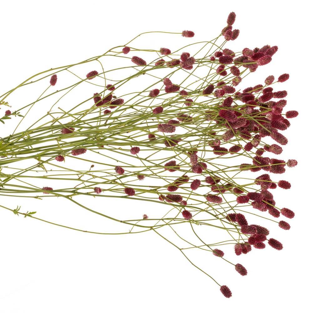 Sanguisorba Arnhem Dream Selectie