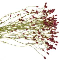 Sanguisorba Arnhem Dream Selectie