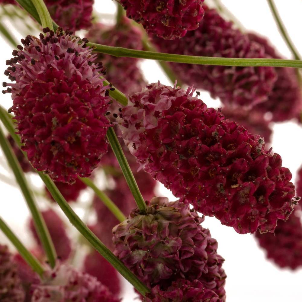 Sanguisorba Arnhem Dream Selectie