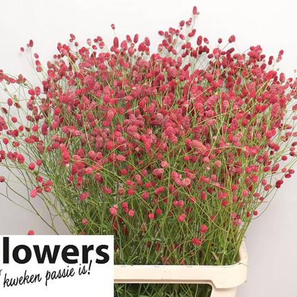 Sanguisorba Arnhem Dream Selectie