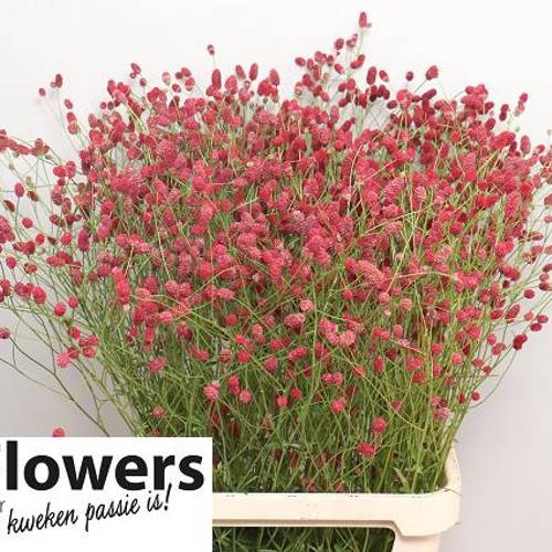 Sanguisorba Arnhem Dream Selectie