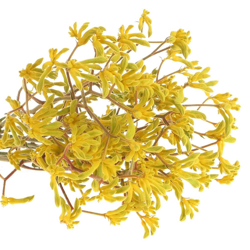 Kangeroo gelb Yindy 80cm