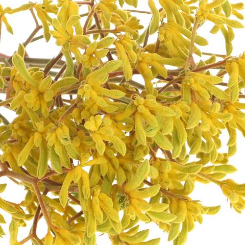 Kangeroo gelb Yindy 80cm