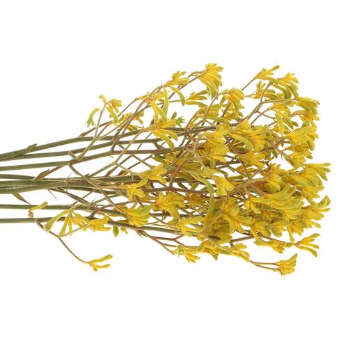 Kangeroo gelb Yindy 80cm