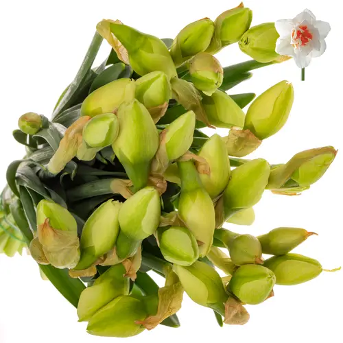 Narzisse creme/orange Romantic paradise 45cm