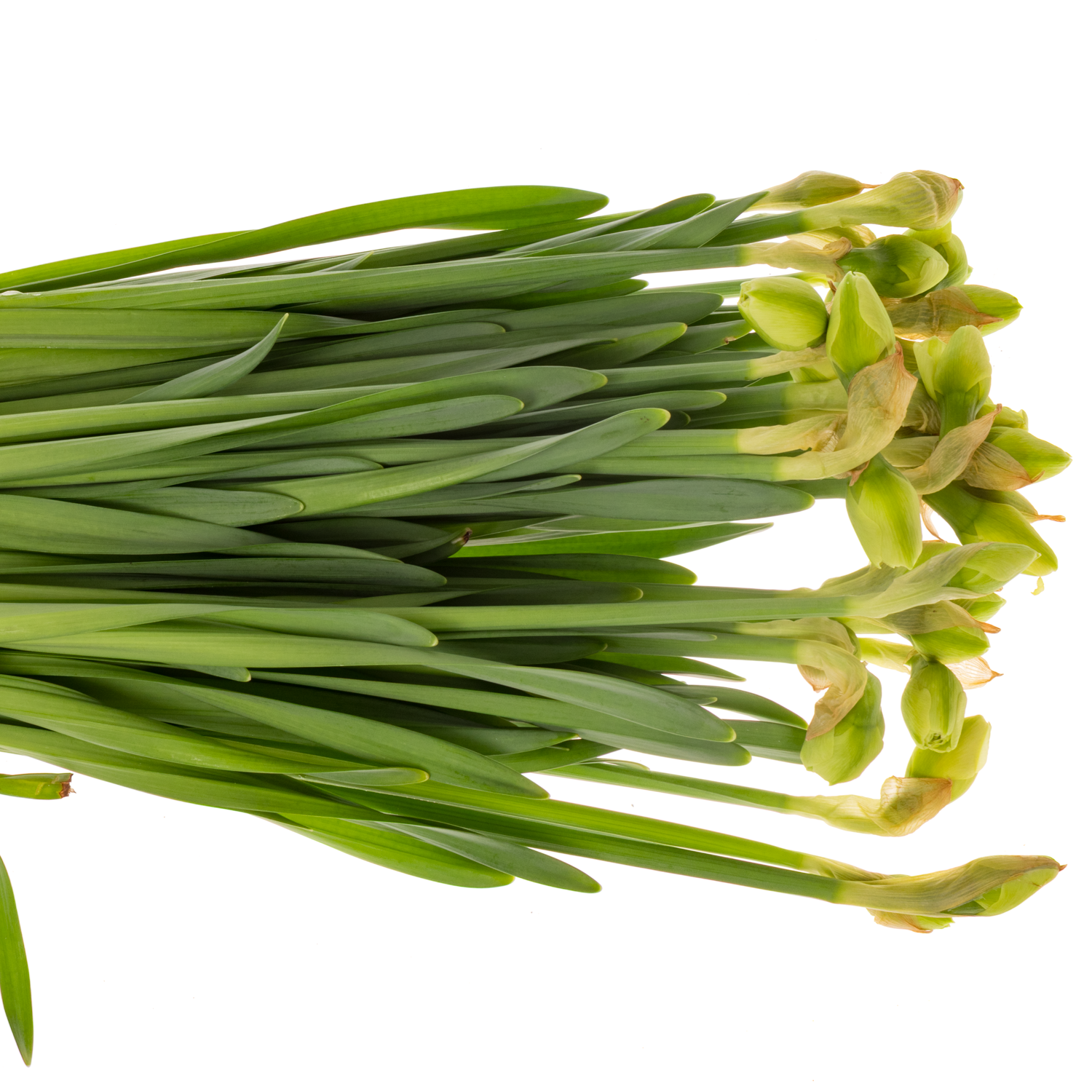 Narzisse creme/orange Romantic paradise 45cm