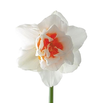 Narzisse creme/orange Romantic paradise 45cm