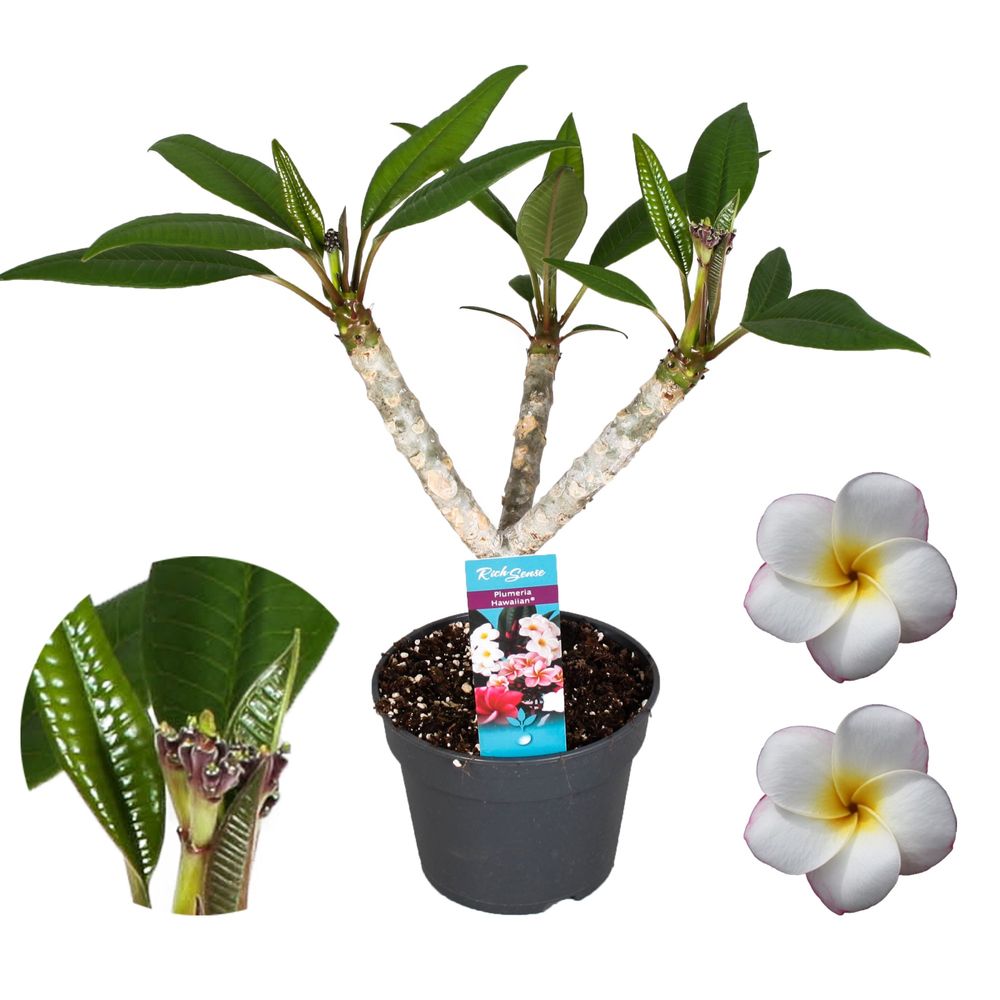 Plumeria Hawaiian weiss 2-3 T17 H65