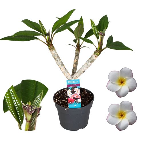Plumeria Hawaiian weiss 2-3 T17 H65