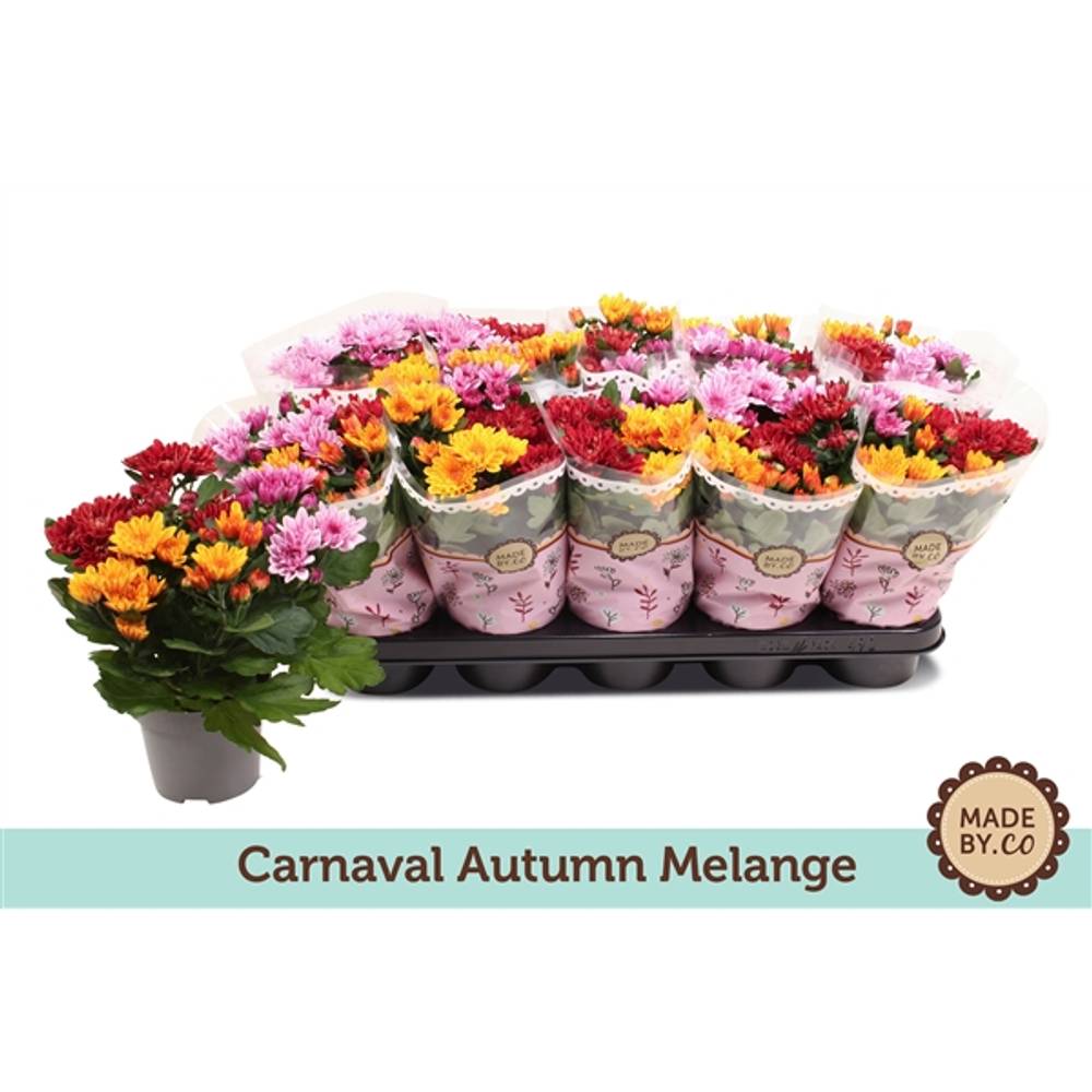 Chrys.Carnaval Autum Melange T12 H25
