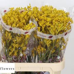 Kangeroo gelb Imani Yellow 80cm