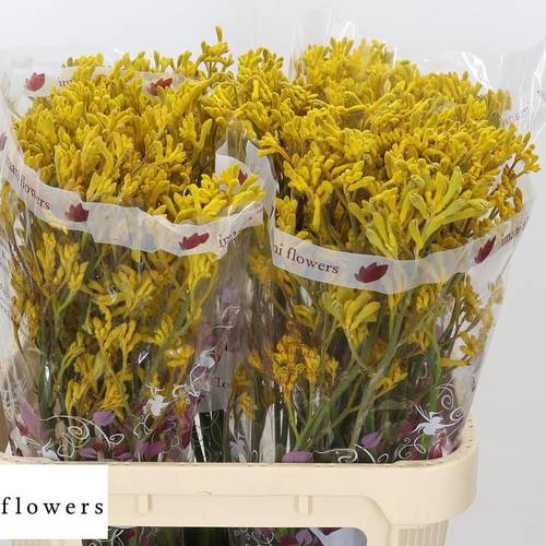 Kangeroo gelb Imani Yellow 80cm