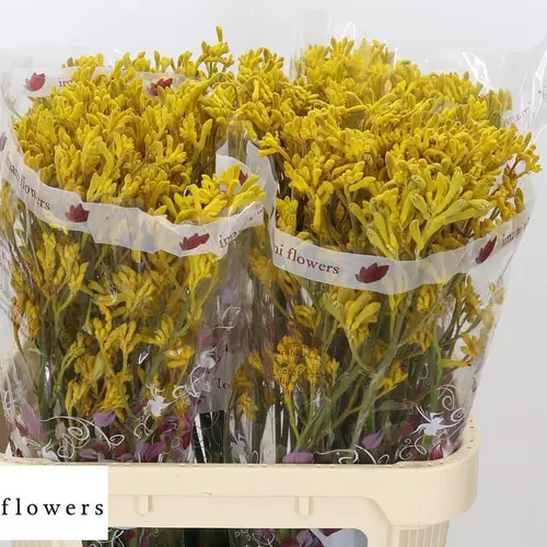 Kangeroo gelb Imani Yellow 80cm