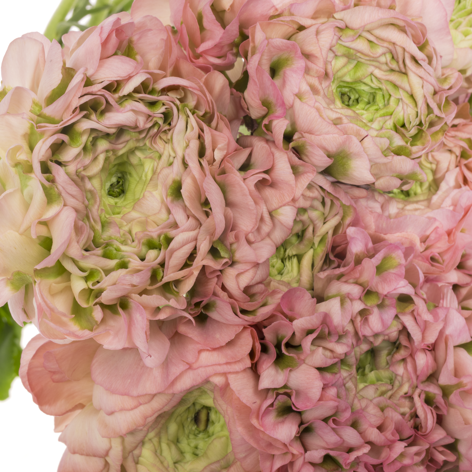 Ranunkel hell rosa-hell grün Pon Pon Alice 40cm x 30