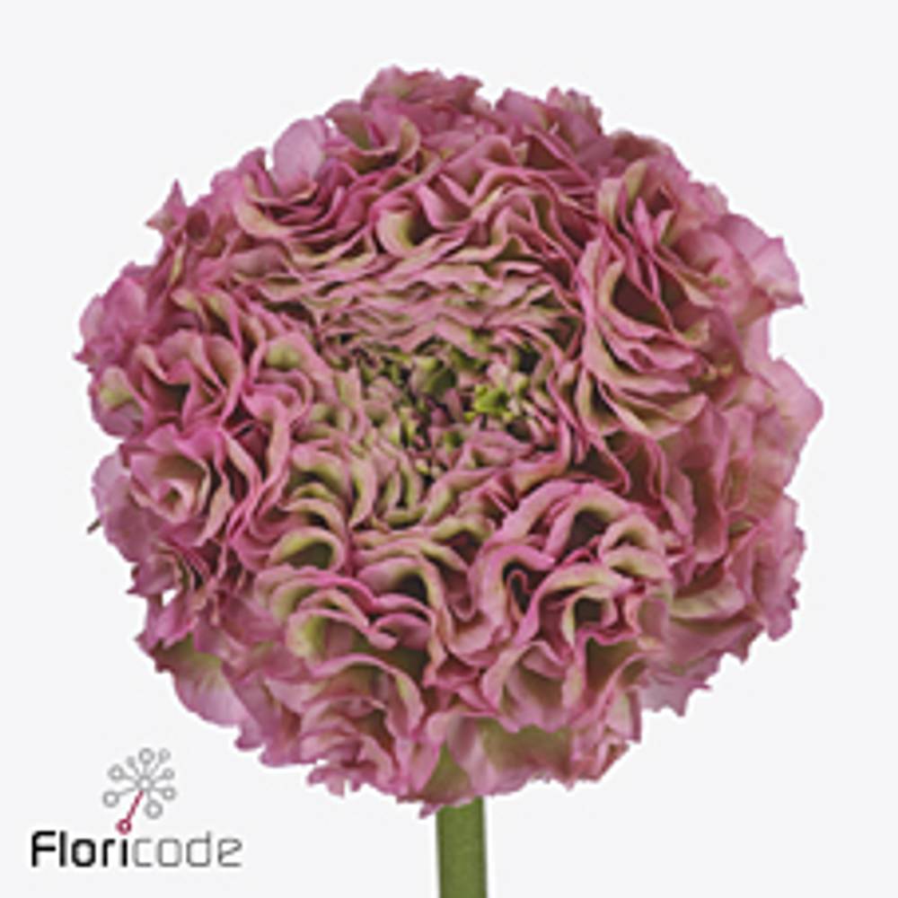 Ranunkel hell rosa-hell grün Pon Pon Alice 40cm x 30