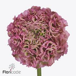 Ranunkel hell rosa-hell grün Pon Pon Alice 40cm x 30