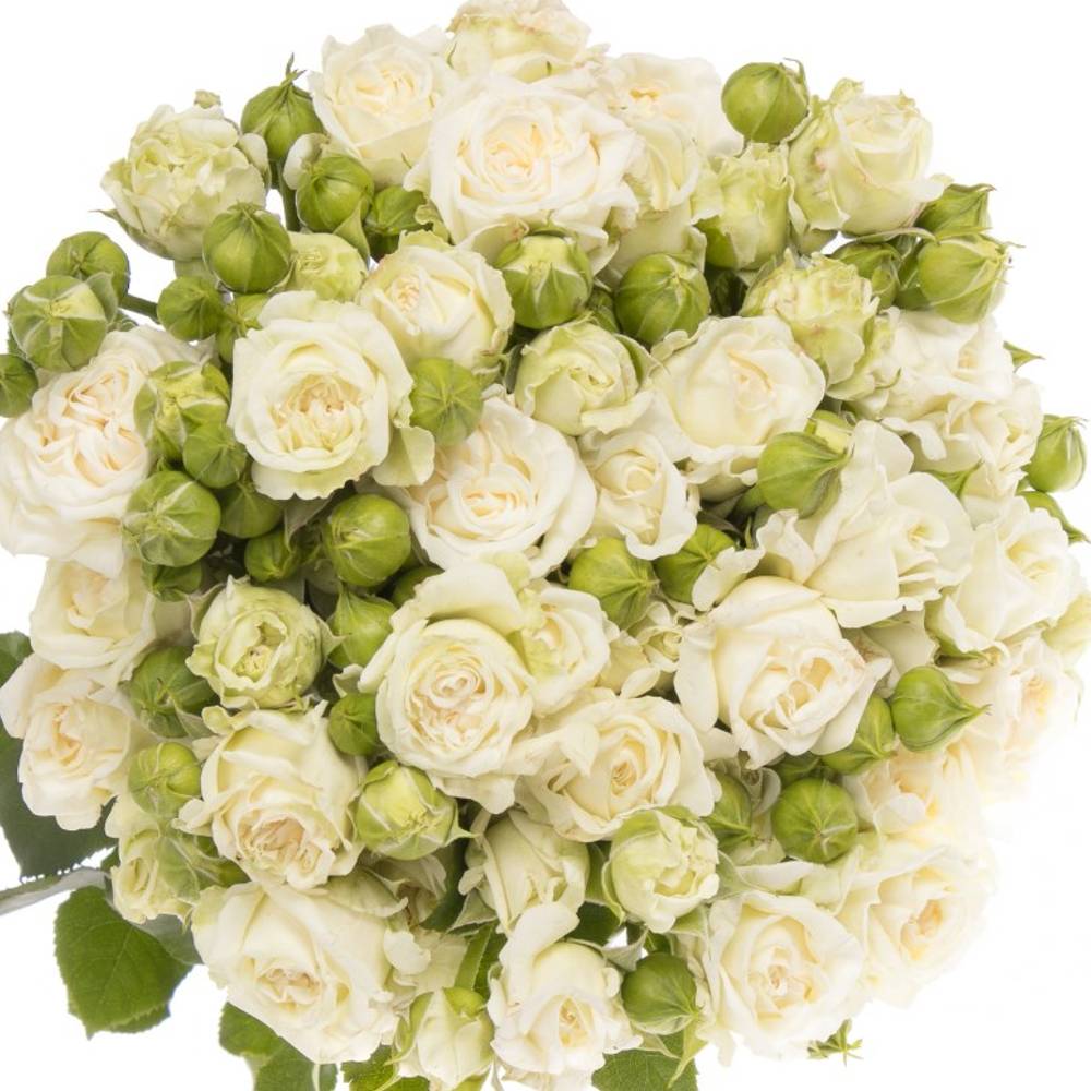 Rose verzweigt weiss Bridal Flow 4+Blüte 40cm
