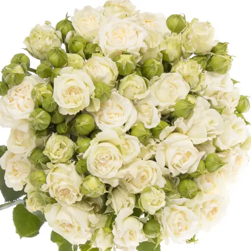 Rose verzweigt weiss Bridal Flow 4+Blüte 40cm