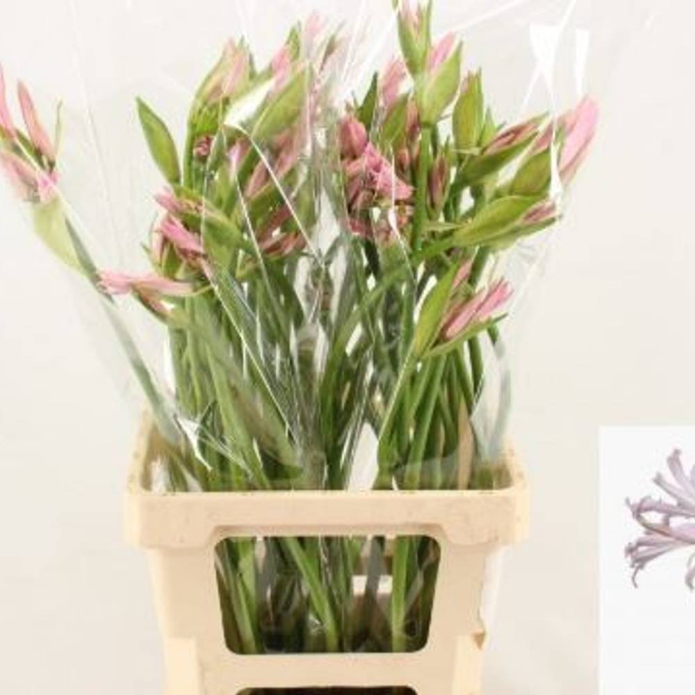 Amarcrinum rosa Emanuelle 70cm