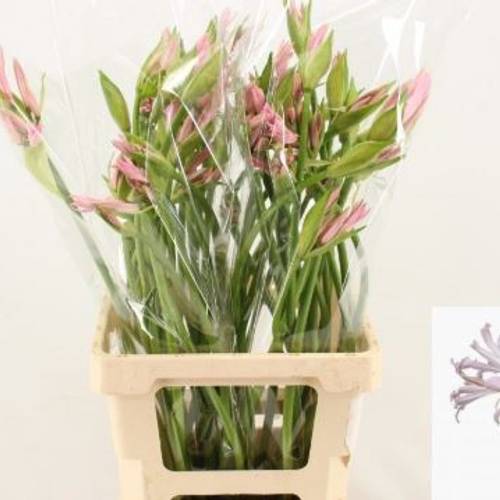 Amarcrinum rosa Emanuelle 70cm