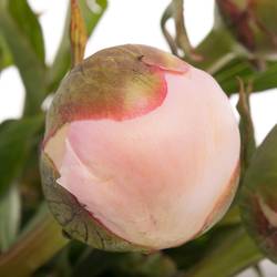 Pfingstrose rosa gefüllt Alertie 55cm