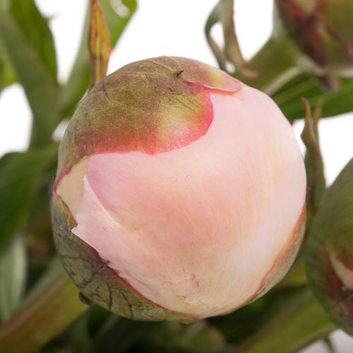 Pfingstrose rosa gefüllt Alertie 55cm