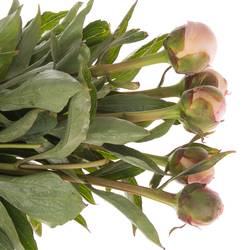 Pfingstrose rosa gefüllt Alertie 55cm