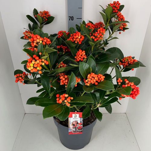 Skimmia Veitchii 30+ tros T27 H65