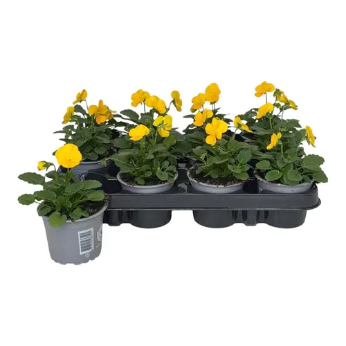 Hornveilchen gelb T09 H015