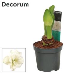 Amaryllis 2er weiss Kolibri D109033 T09 H020