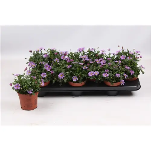 Brachyscome lila T10,5 H017