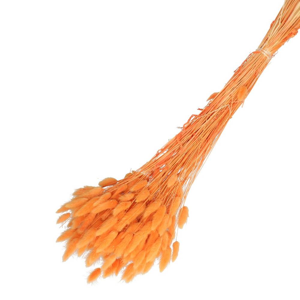 Trocken Lagurus orange L65cm 100gr