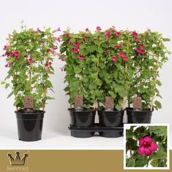 Lophospermum Lofos pink am Reck T19 H065