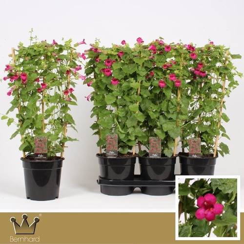 Lophospermum Lofos pink am Reck T19 H065