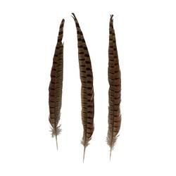 Fasan Federn 30-35cm Natur