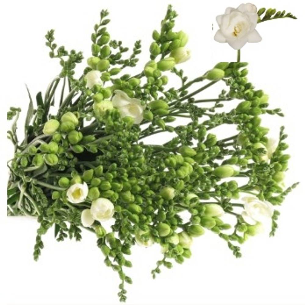 Freesie weiss gefüllt Romantic 16 Gramm