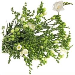 Freesie weiss gefüllt Romantic 16 Gramm