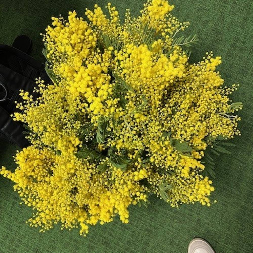 Mimosa gelb 60cm 500Gramm